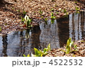 4月　ミズバショウ・サトイモ科39