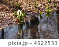 4月　ミズバショウ・サトイモ科40