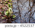 4月　ミズバショウ・サトイモ科43