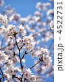 桜と青空