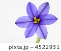 青紫の花韮