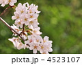 緑の中で咲き誇る(上平公園の桜)