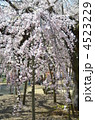 しだれ桜