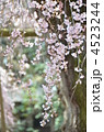 しだれ桜