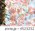 八重紅枝垂（ヤエベニシダレ）