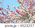 源平桃（ゲンペイモモ）