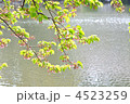 水面に映える葉桜