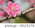 可愛い花桃のアップ(上平公園)