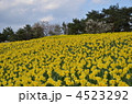 春の公園