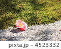 苔と白砂の庭に落ち椿