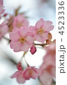 河津桜