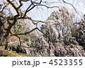 近衛の糸桜