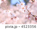 風に揺れる枝垂桜
