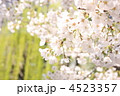 桜と柳の新緑