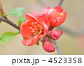 木瓜の花