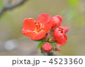 木瓜の花