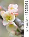 木瓜の花