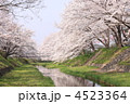 玉川堤の桜並木