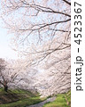 玉川堤の桜並木