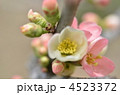 木瓜の花