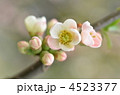 木瓜の花