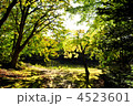 光の降り注ぐ森