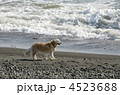 海岸の犬