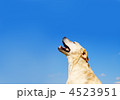 晴れやかな空とレトリバー