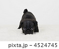 パグ