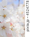 桜　ソメイヨシノ