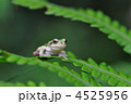 雨蛙