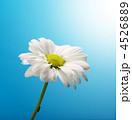 4526889