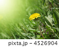 4526904