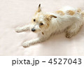 ジャックラッセルテリア