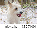 桜の花びらとジャックラッセルテリア