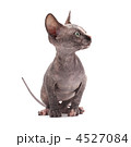 4527084