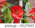 ボケの花