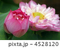ハスの花