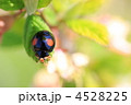 てんとう虫