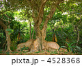 サキシマスオウノキ (奄美大島 瀬戸内町)