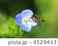 キタヒメヒラタアブ