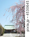 駒込吉祥寺　本堂と紅しだれ桜