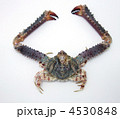 ヒシガニ