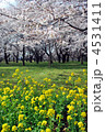 桜と菜の花