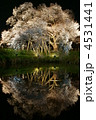 久留米　浅井の一本桜