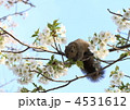 桜の枝のリス　桜の花を食べてました。