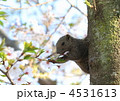 桜の枝のリス　桜の花を食べてました。
