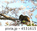 桜の枝のリス　桜の花を食べてました。