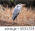 アオサギ