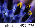 オウスティオスペルマム　花粉